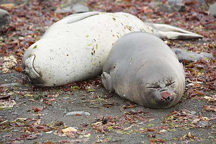 Southern Elephant Seal (Mirounga leonina)