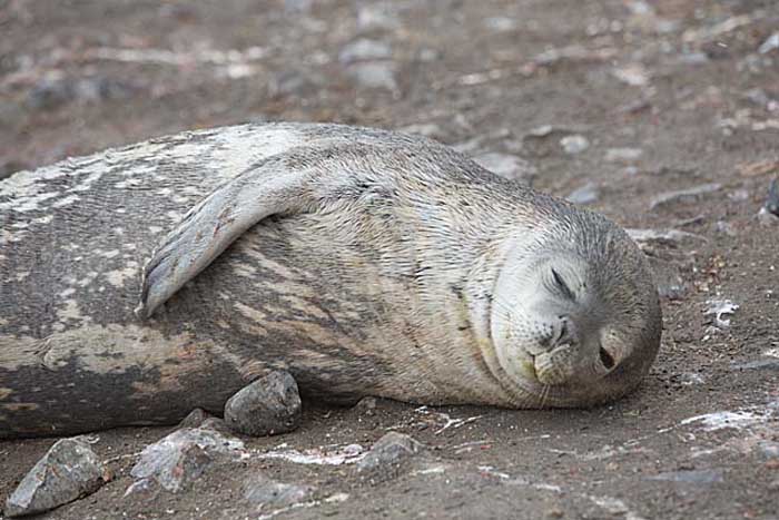 Southern Elephant Seal (Mirounga leonina)