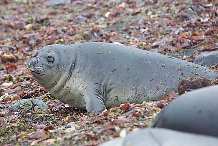 Southern Elephant Seal (Mirounga leonina)