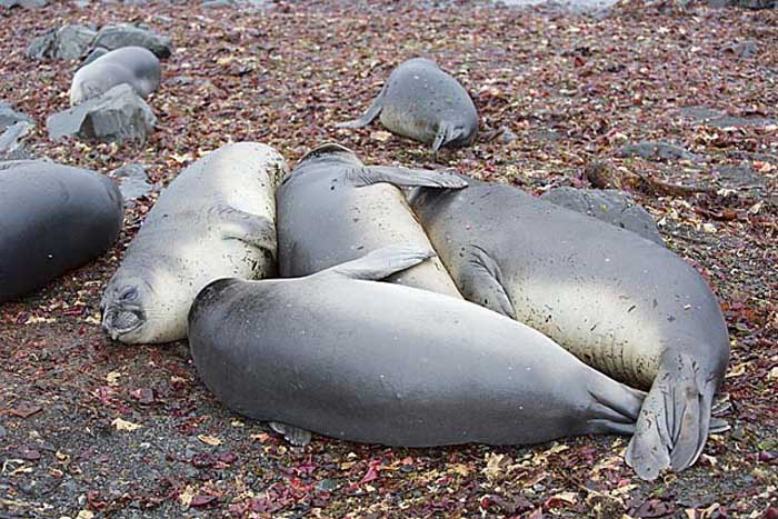 Southern Elephant Seal (Mirounga leonina)