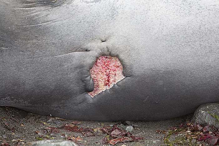 Southern Elephant Seal (Mirounga leonina)