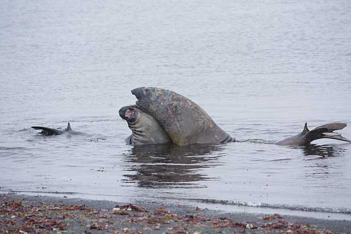 Southern Elephant Seal (Mirounga leonina)