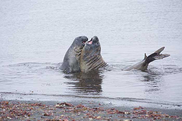 Southern Elephant Seal (Mirounga leonina)