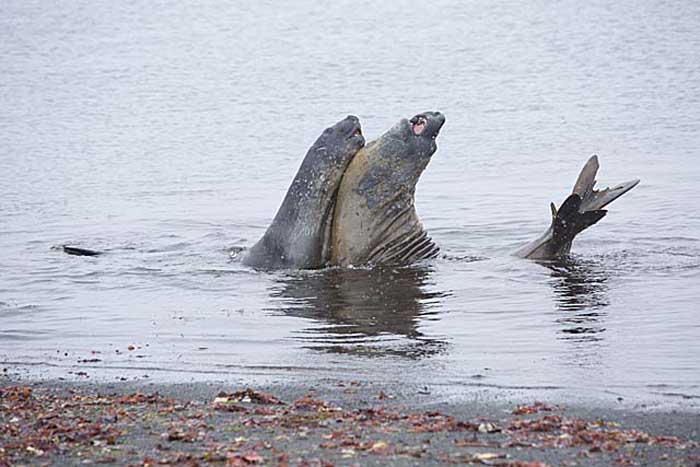 Southern Elephant Seal (Mirounga leonina)