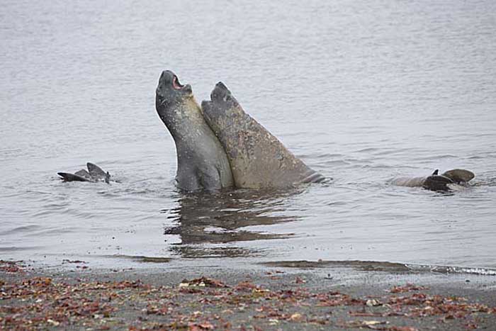 Southern Elephant Seal (Mirounga leonina)