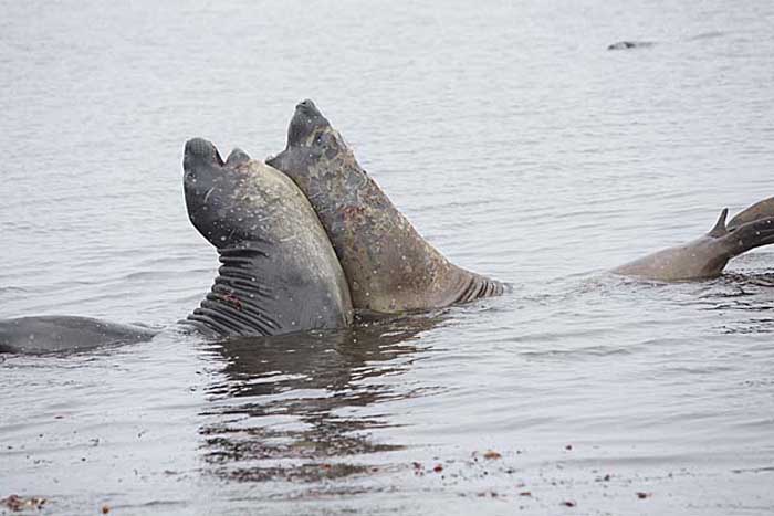 Southern Elephant Seal (Mirounga leonina)