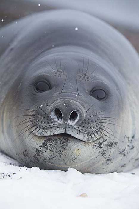 Southern Elephant Seal (Mirounga leonina)