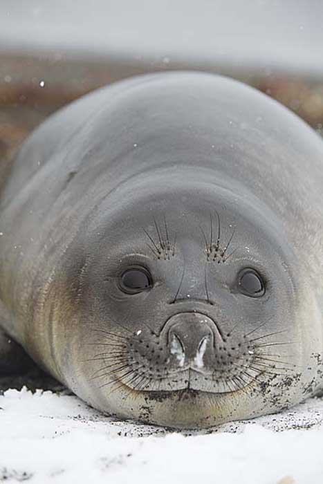 Southern Elephant Seal (Mirounga leonina)