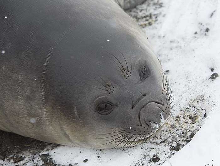 Southern Elephant Seal (Mirounga leonina)