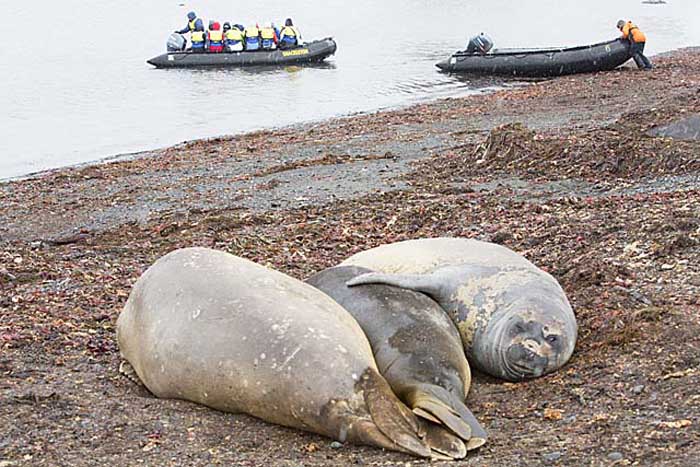 Southern Elephant Seal (Mirounga leonina)