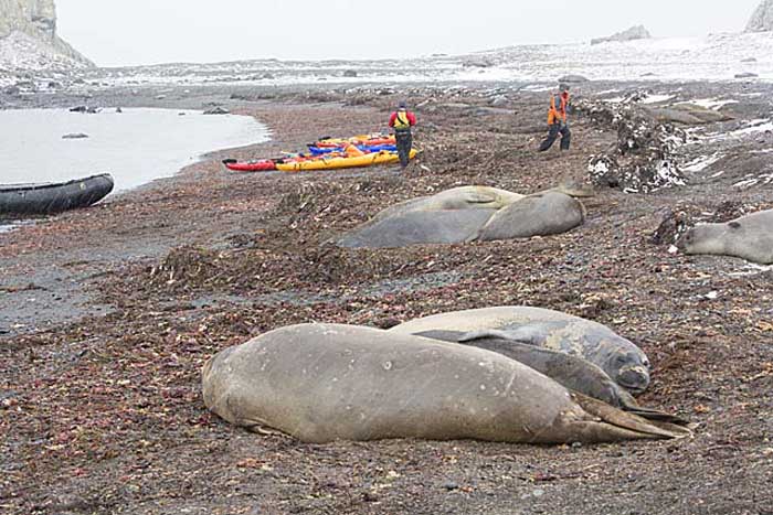 Southern Elephant Seal (Mirounga leonina)