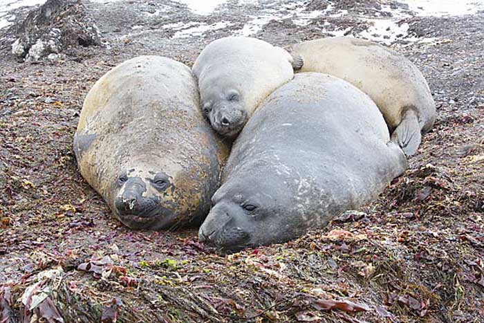 Southern Elephant Seal (Mirounga leonina)