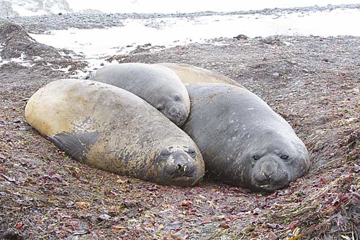 Southern Elephant Seal (Mirounga leonina)