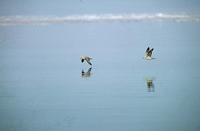 Glaucous-winged Gull (Larus glaucescens)