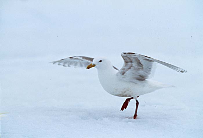 Glaucous-winged Gull (Larus glaucescens)