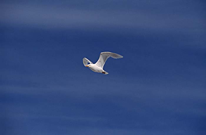 Glaucous-winged Gull (Larus glaucescens)