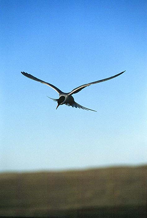 Arctic Tern (Sterna paradisaea)