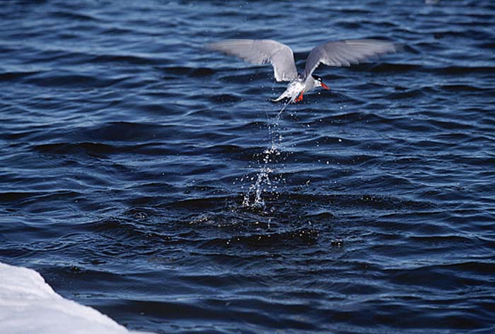 Arctic Tern (Sterna paradisaea)