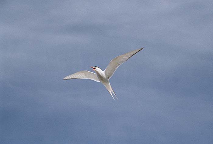 Arctic Tern (Sterna paradisaea)