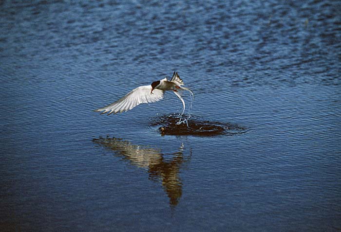 Arctic Tern (Sterna paradisaea)