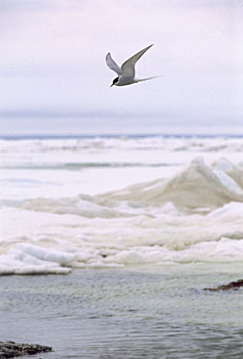 Arctic Tern (Sterna paradisaea)