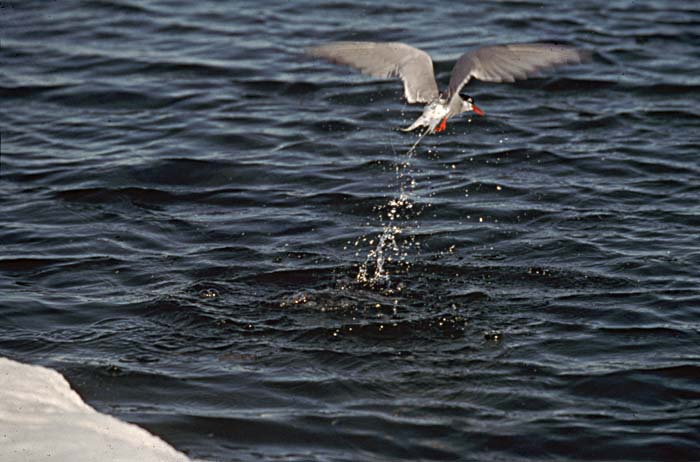 Arctic Tern (Sterna paradisaea)