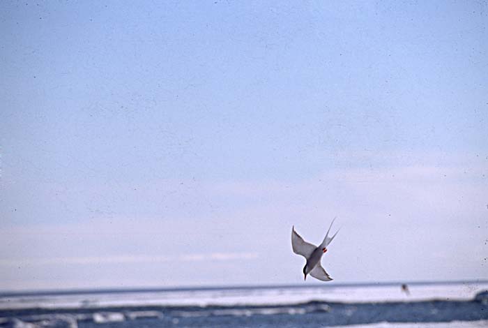 Arctic Tern (Sterna paradisaea)