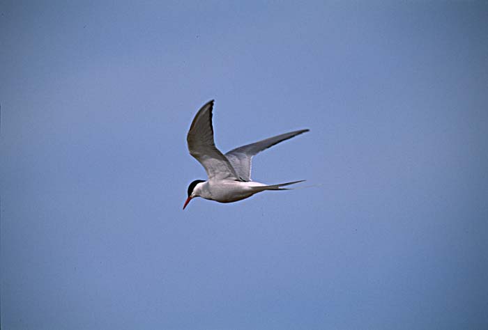 Arctic Tern (Sterna paradisaea)