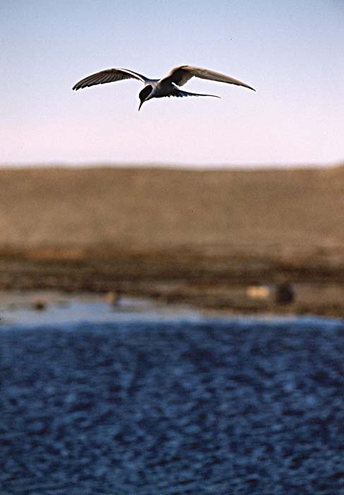 Arctic Tern (Sterna paradisaea)