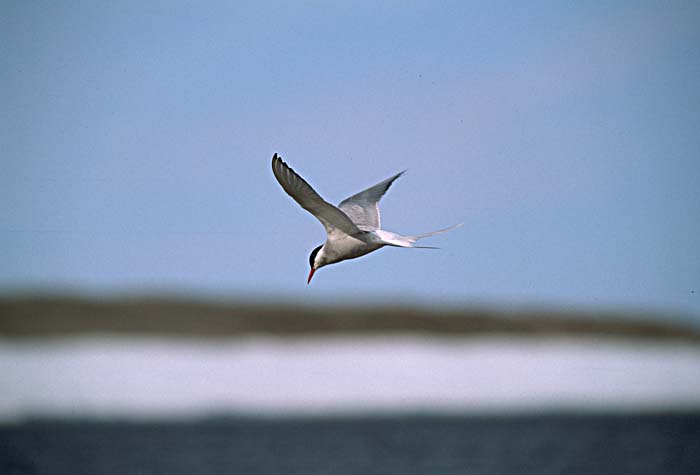 Arctic Tern (Sterna paradisaea)