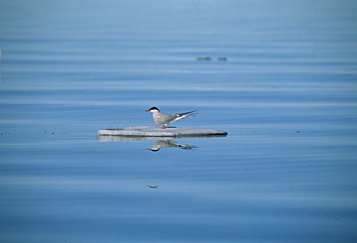 Arctic Tern (Sterna paradisaea)