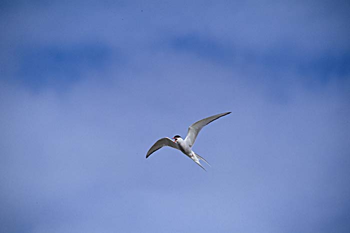 Arctic Tern (Sterna paradisaea)