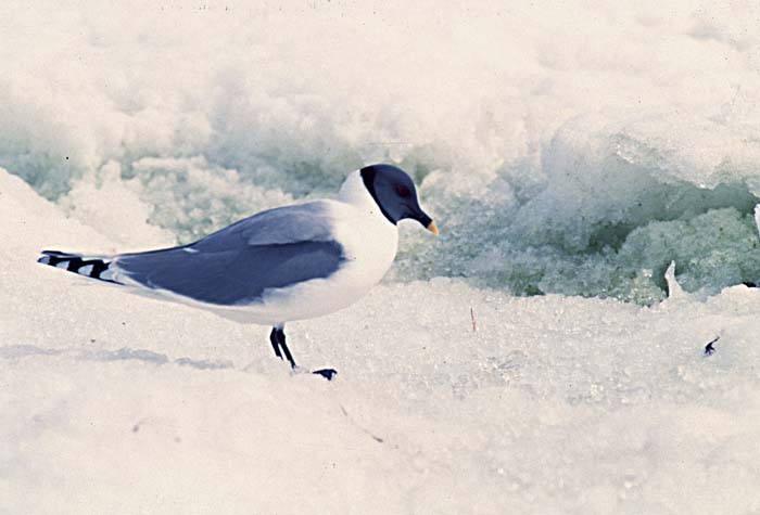 Black-headed Gull (Chroicocephalus ridibundus)