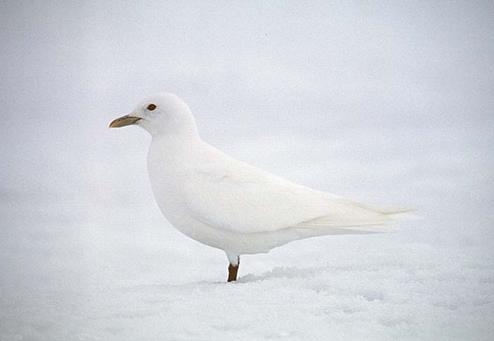 Ivory Gull ()