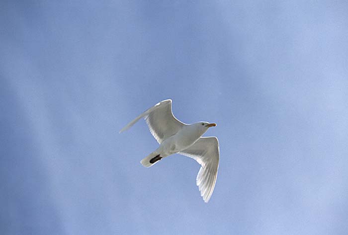 Ivory Gull ()