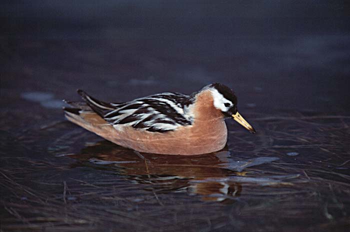 Red Phalarope (Phalaropus fulicaria)