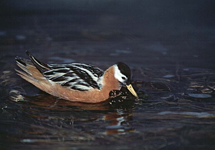 Red Phalarope (Phalaropus fulicaria)