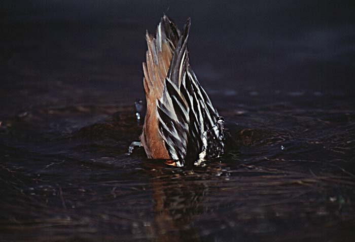 Red Phalarope (Phalaropus fulicaria)