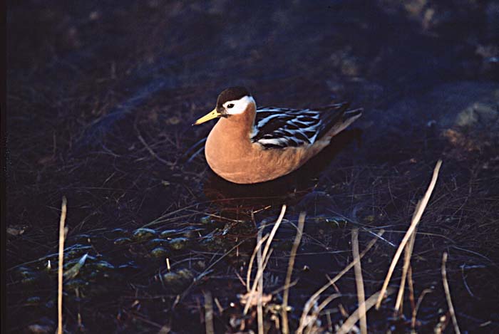 Red Phalarope (Phalaropus fulicaria)