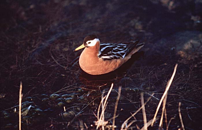 Red Phalarope (Phalaropus fulicaria)