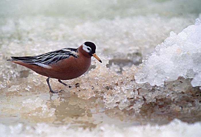 Red Phalarope (Phalaropus fulicaria)