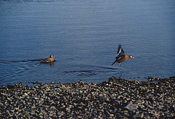 Red Phalarope (Phalaropus fulicaria)