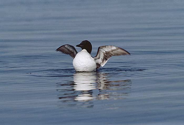 Thick-billed Murre (Uria lomvia)