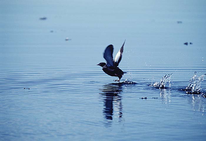 Thick-billed Murre (Uria lomvia)