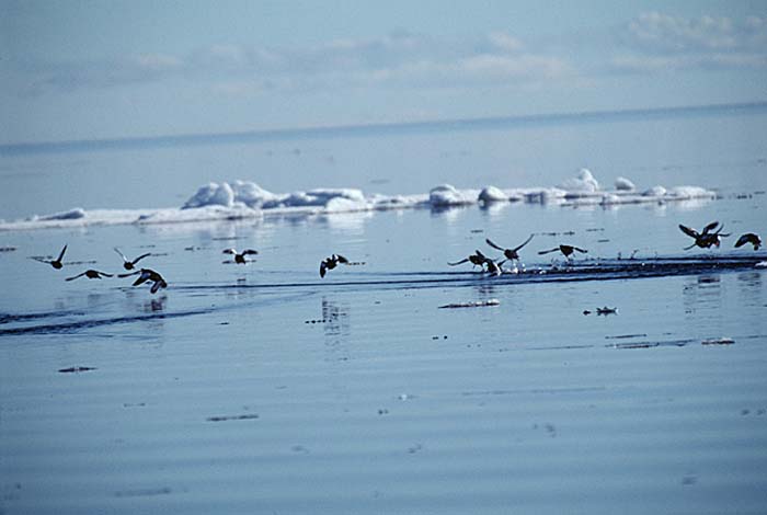 Thick-billed Murre (Uria lomvia)