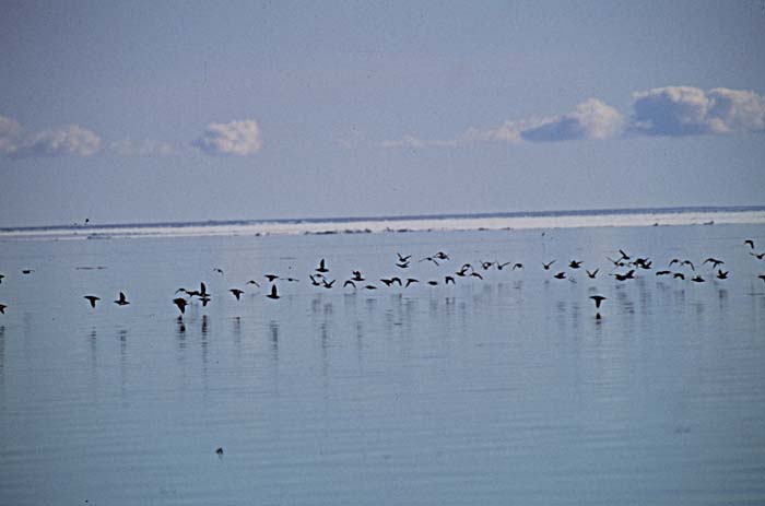 Thick-billed Murre (Uria lomvia)