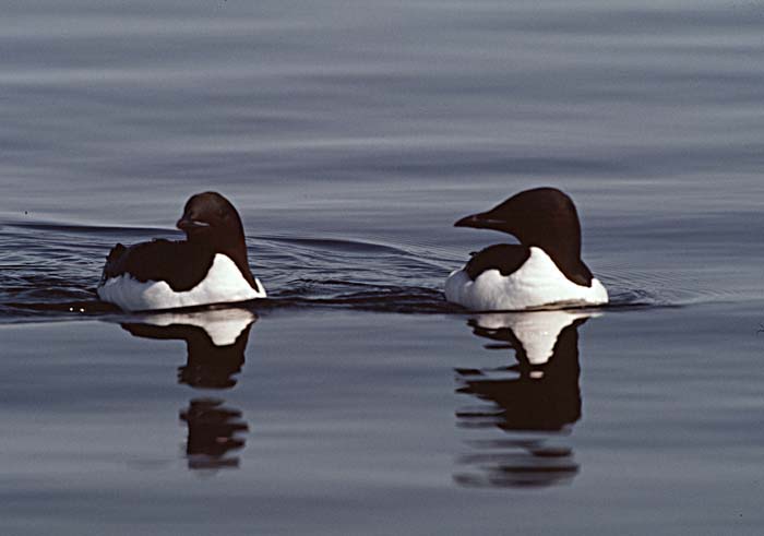 Thick-billed Murre (Uria lomvia)