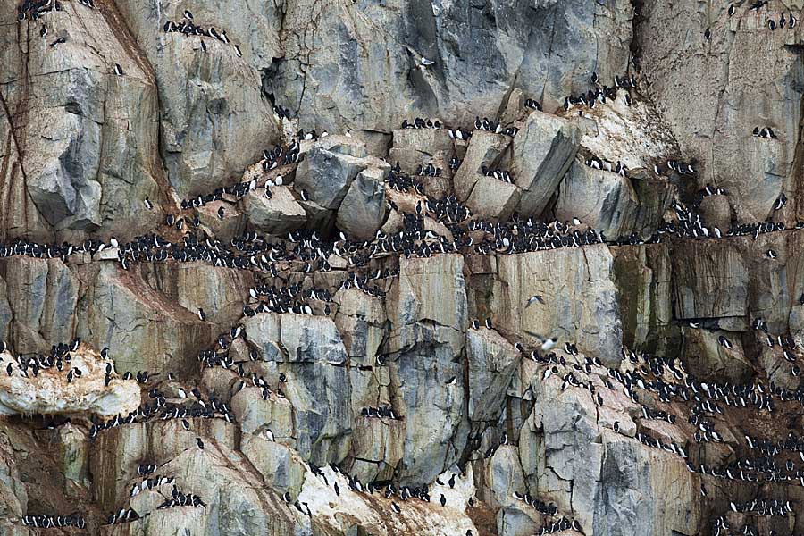 Thick-billed Murre (Uria lomvia)