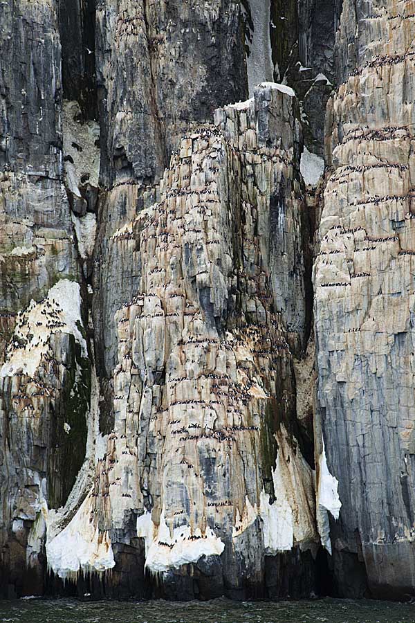 Thick-billed Murre (Uria lomvia)