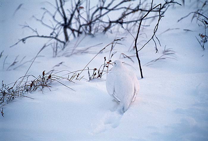 Snow Pigeon (Columba leuconota)